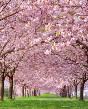 Spring