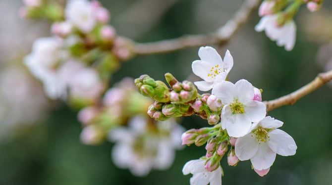 Take a Journey to Enjoy Spring Break in Traverse City Michigan!
