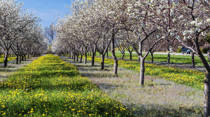 A Guide to Traverse City's Cherry Season