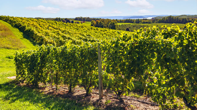 A Wine Lover's Guide to Traverse City and the Old Mission Peninsula