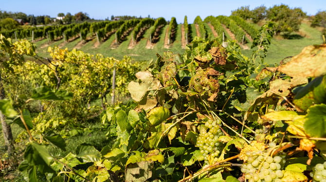 Wine Tasting Getaways in Traverse City: Where to Stay Near the Wineries