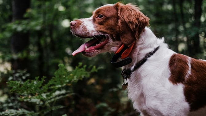 Our Ultimate Guide to a Pet-Friendly Vacation in Traverse City
